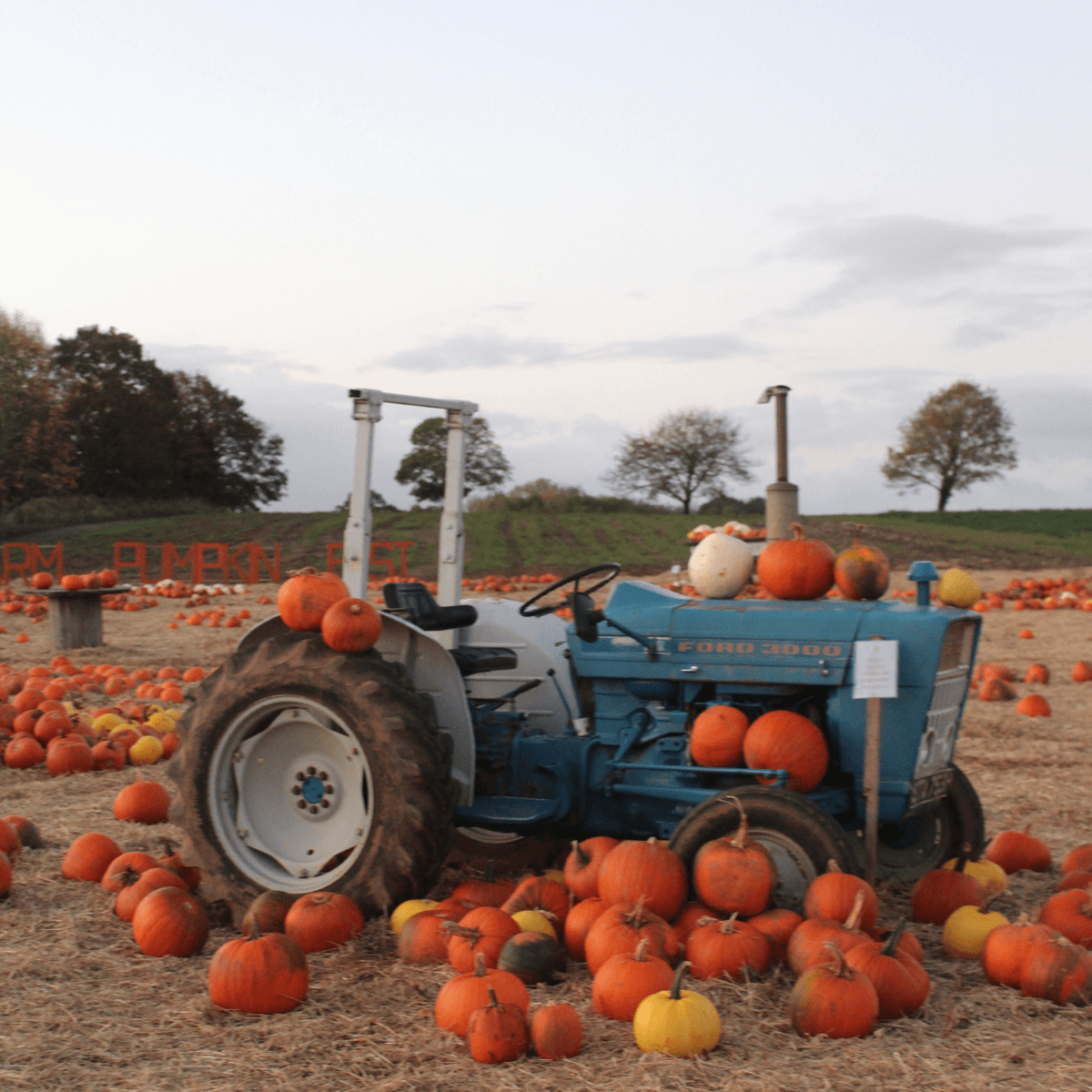 Darts Farm Pumpkin Fest