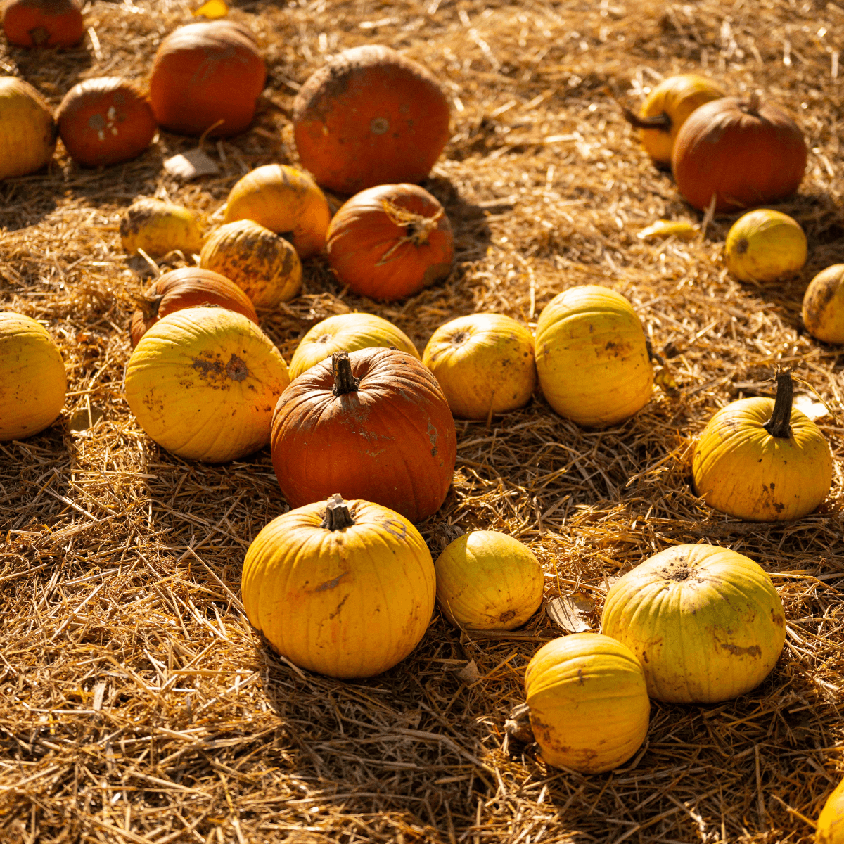 Pumpkin Fest 2026