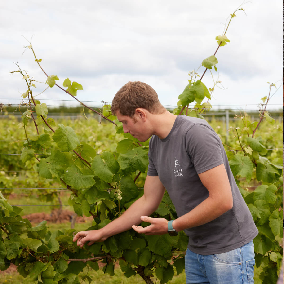 Pebblebed Vineyard Tours - Gift Vouchers