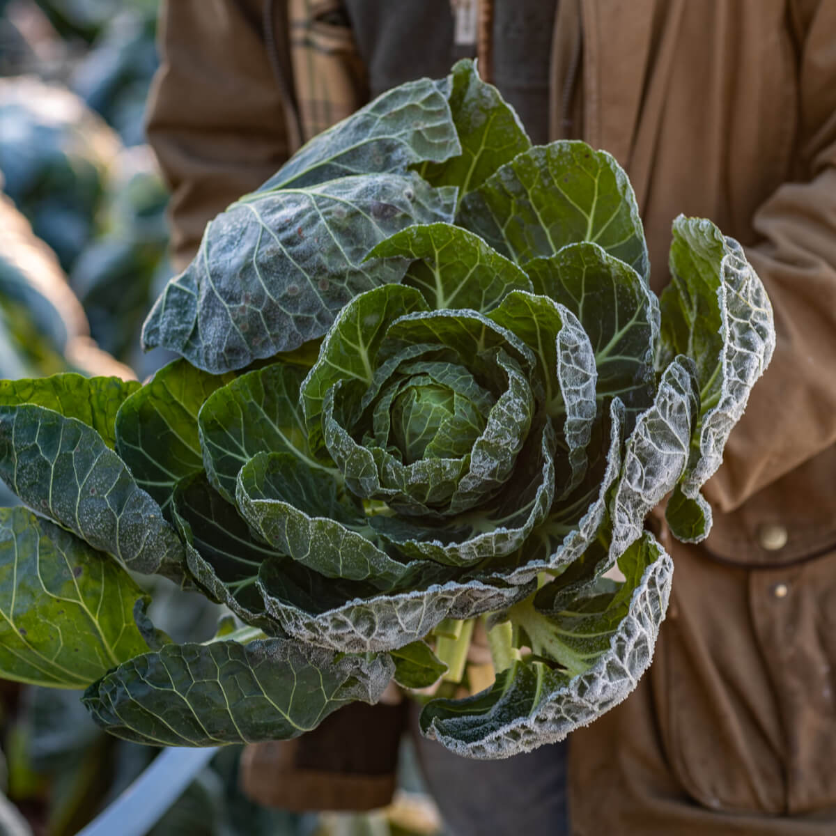 Making Veg the Star of the Show Masterclass | 10.12.2025