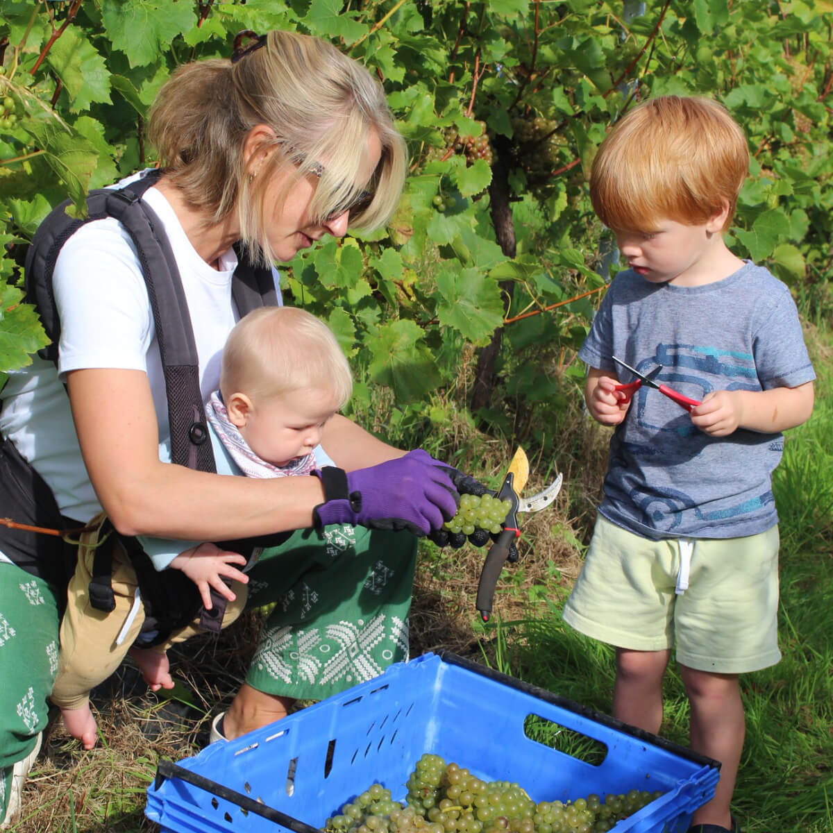 Pebblebed Community Harvest - SIGN UP