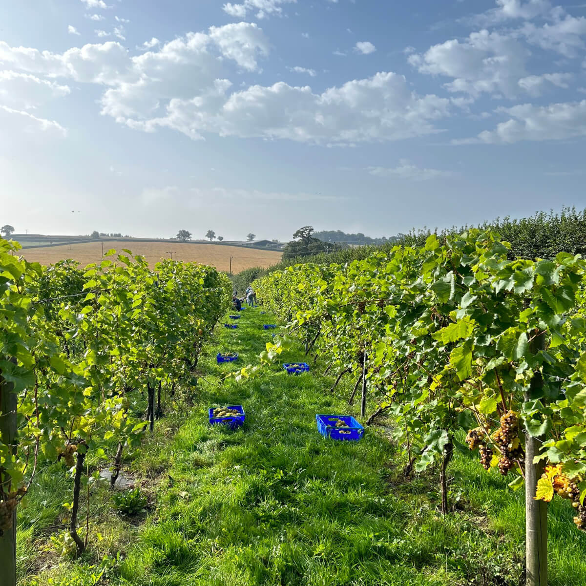 Pebblebed Community Harvest - SIGN UP