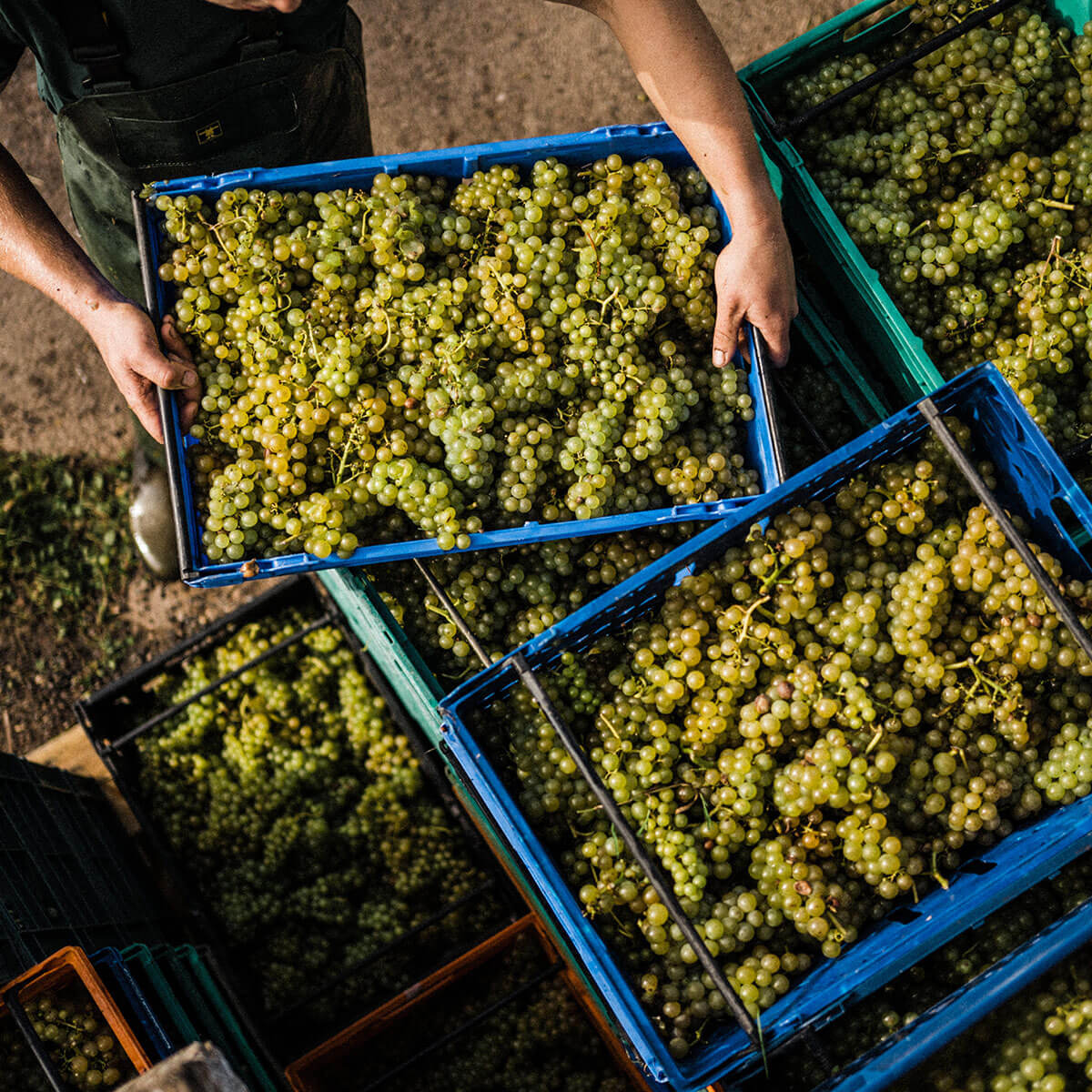 Pebblebed Community Harvest - SIGN UP