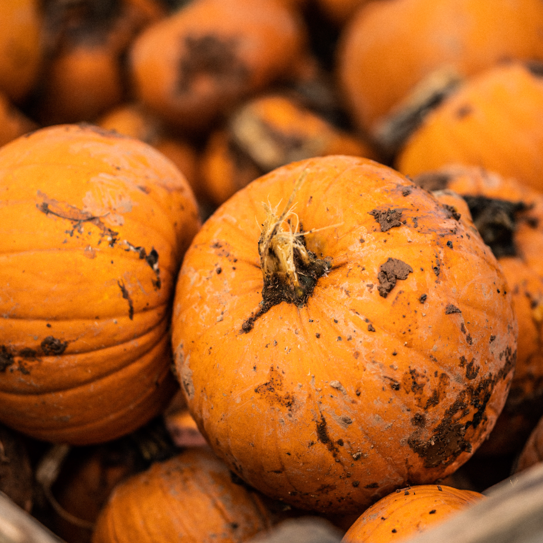 Darts Farm Pumpkin Fest