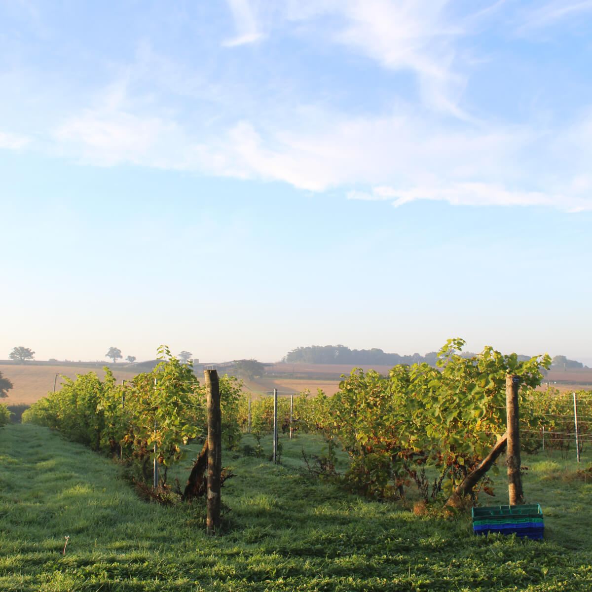 Pebblebed Vineyard Tours - Gift Vouchers