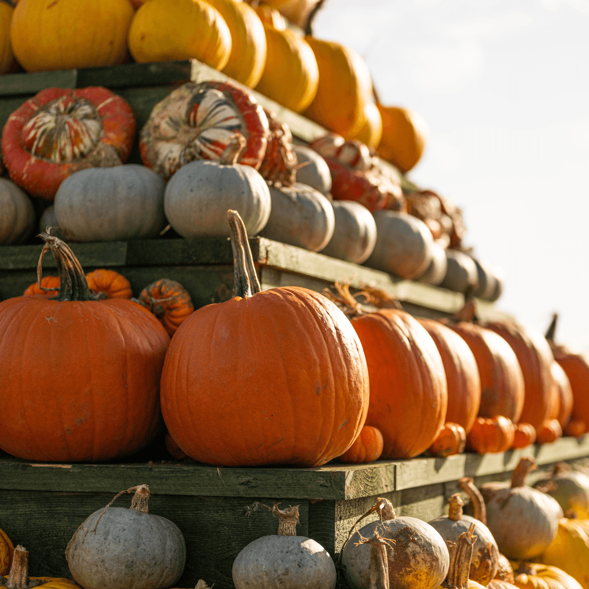 Pumpkin Fest 2026