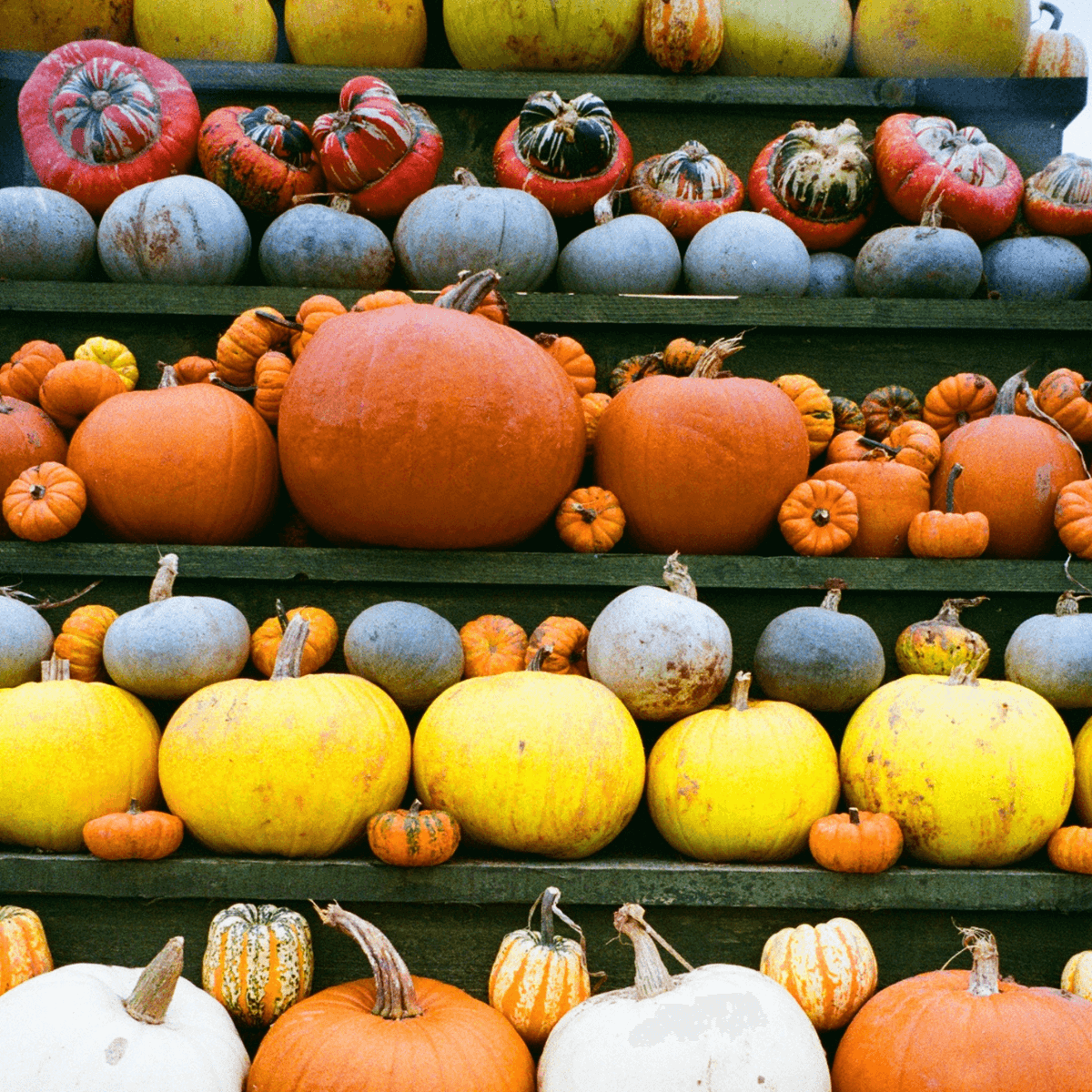 Pumpkin Fest 2026
