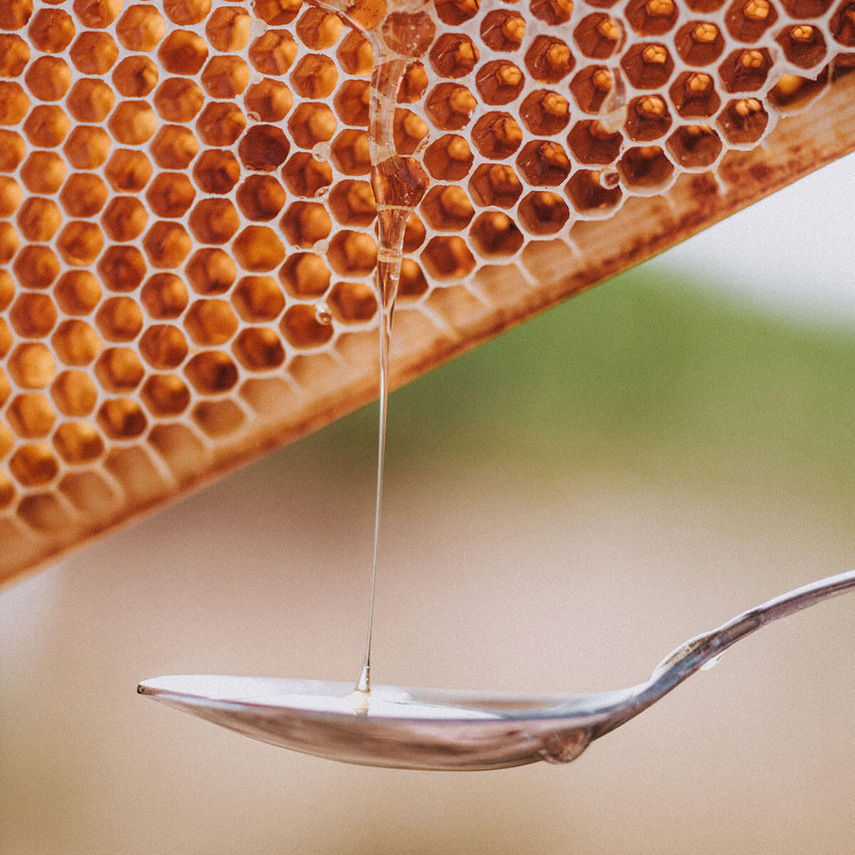 Darts Farm Raw Honey 340g