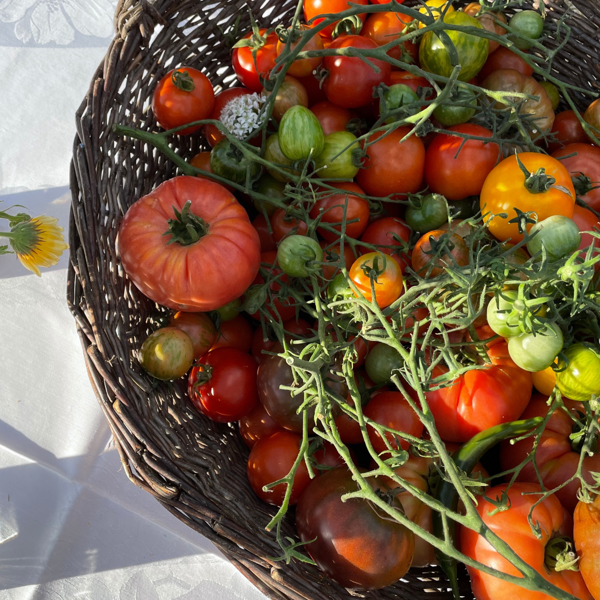 Kimchi Workshop with Rachel de Thample | 17.09.26