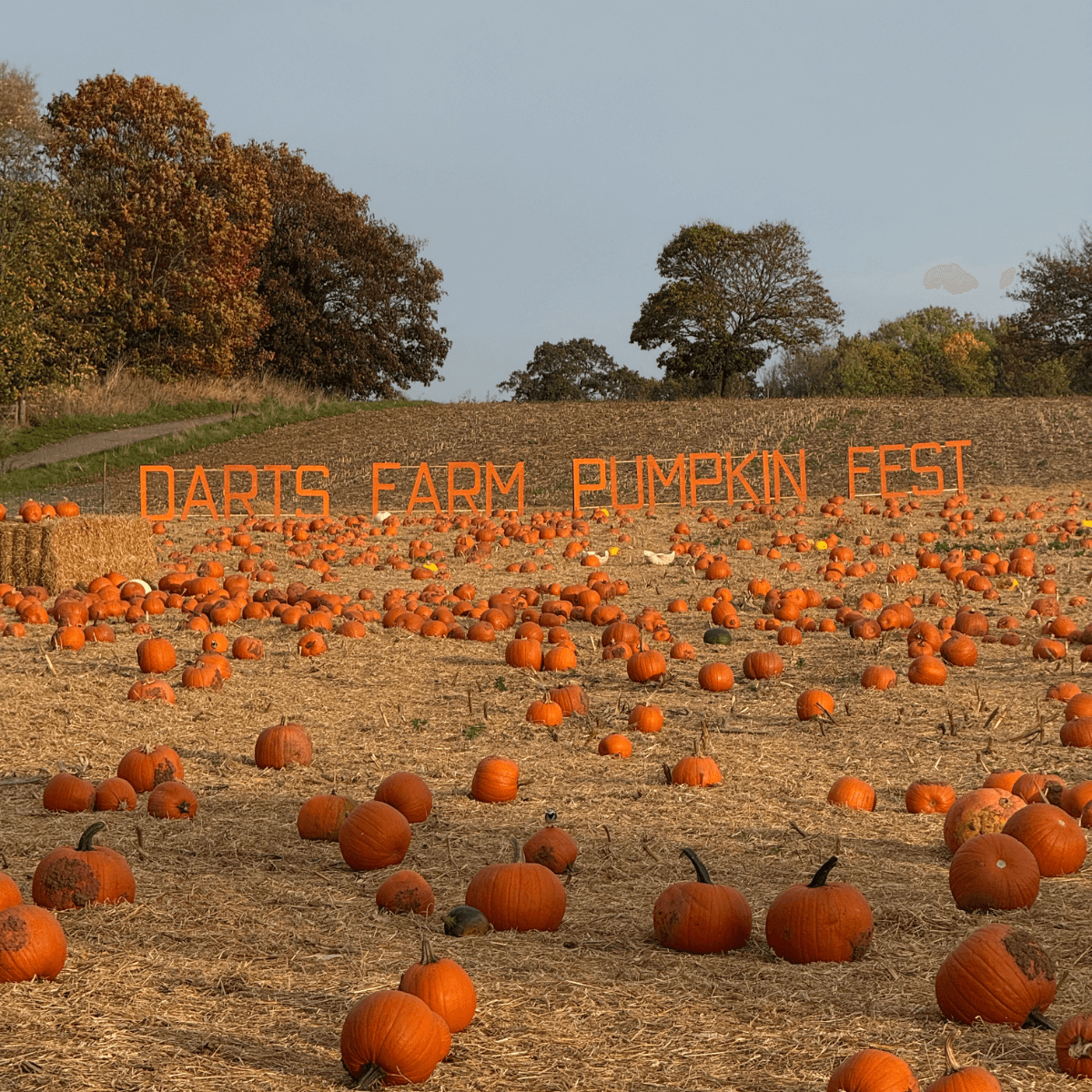 Darts Farm Pumpkin Fest
