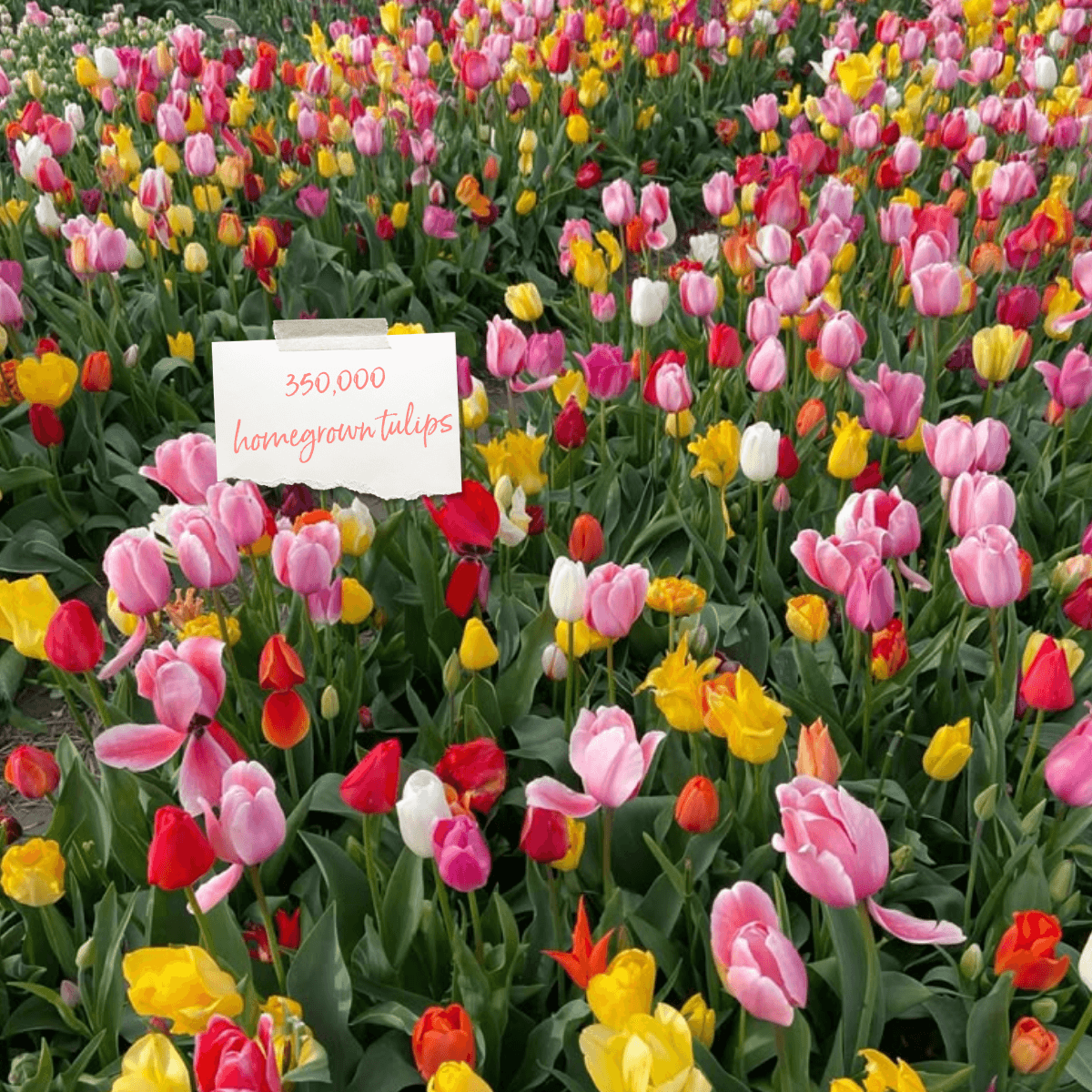 Tulip Fest