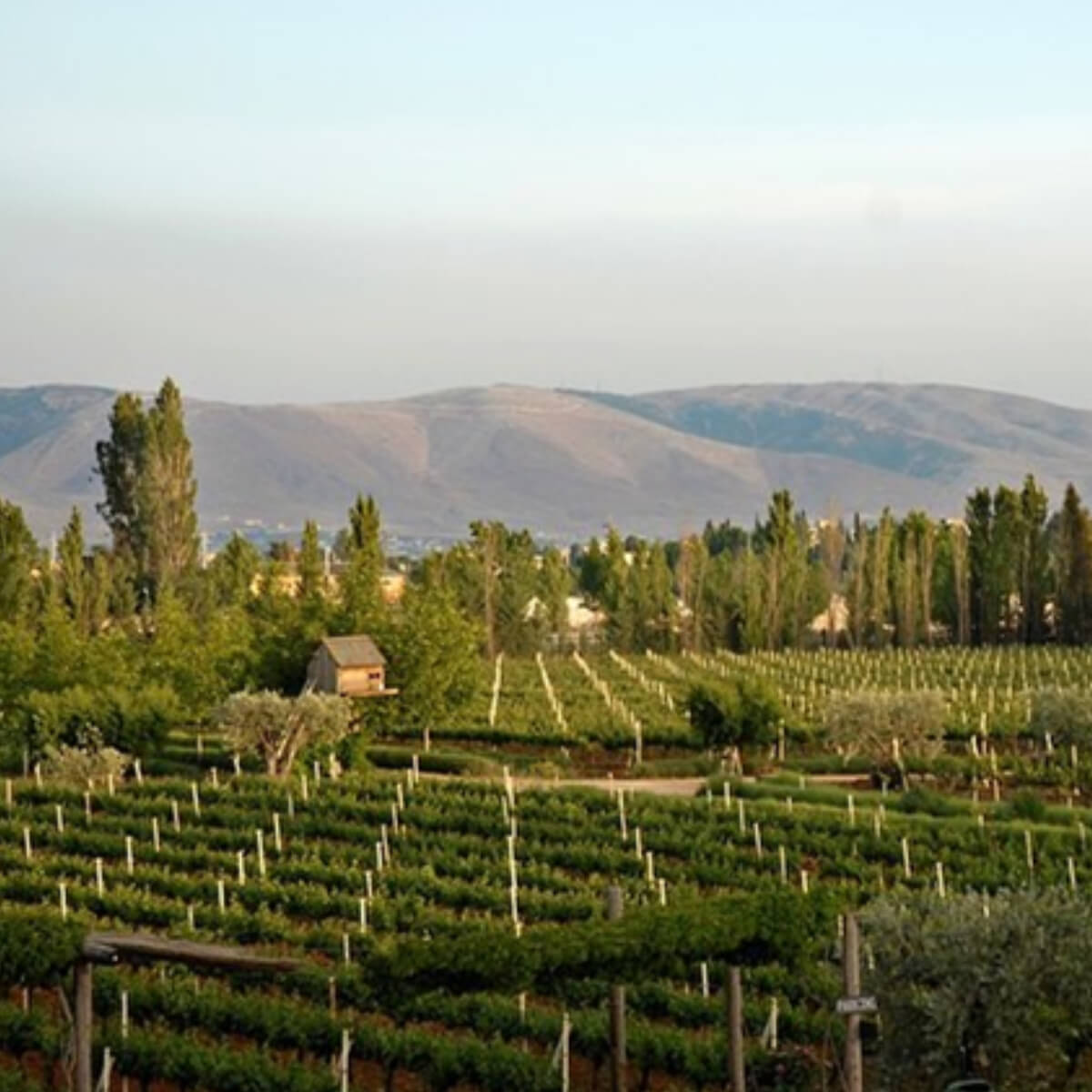 Winemaker's Dinner with Sami Ghosn of Massaya, Lebanon | 31.10.2024