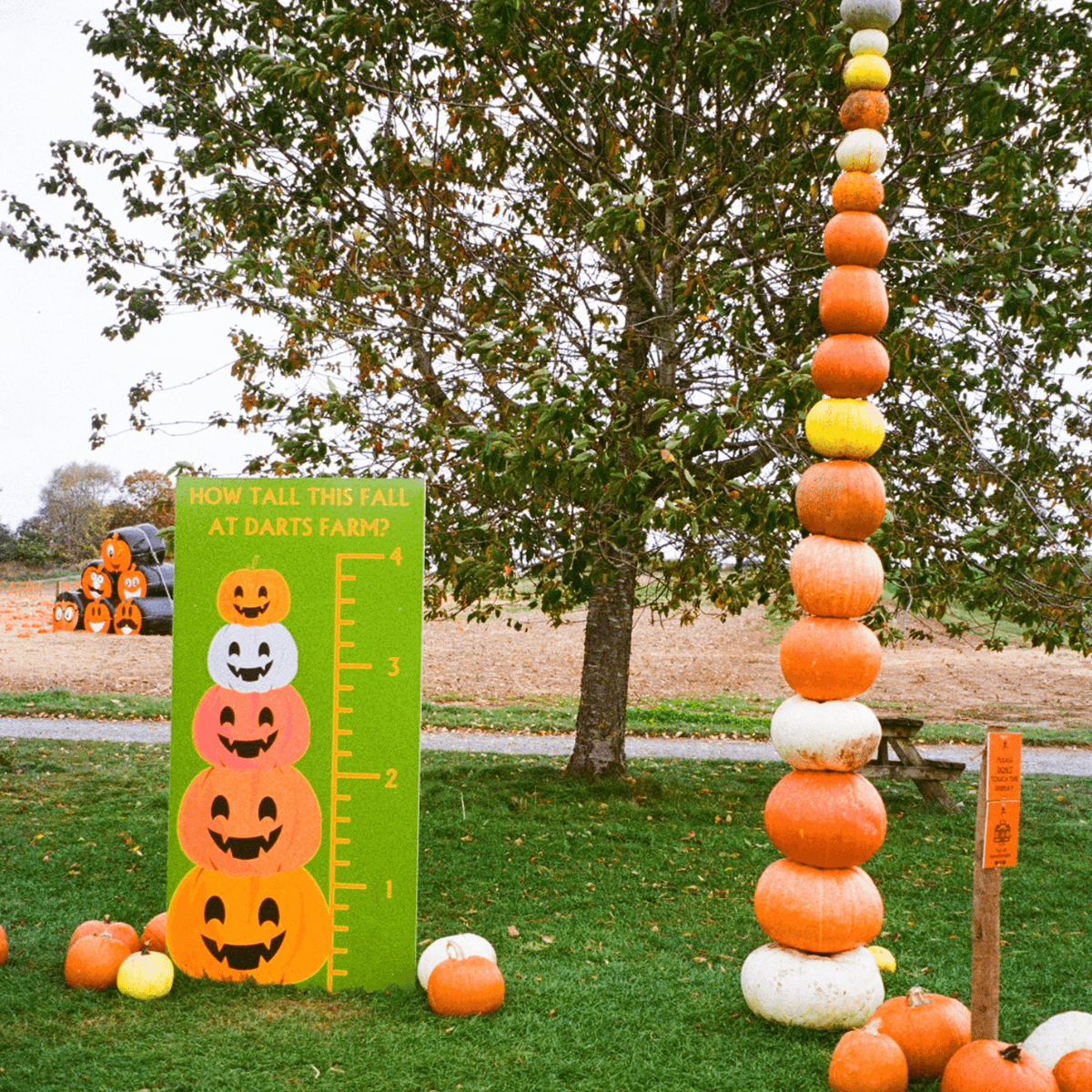 Darts Farm Pumpkin Fest