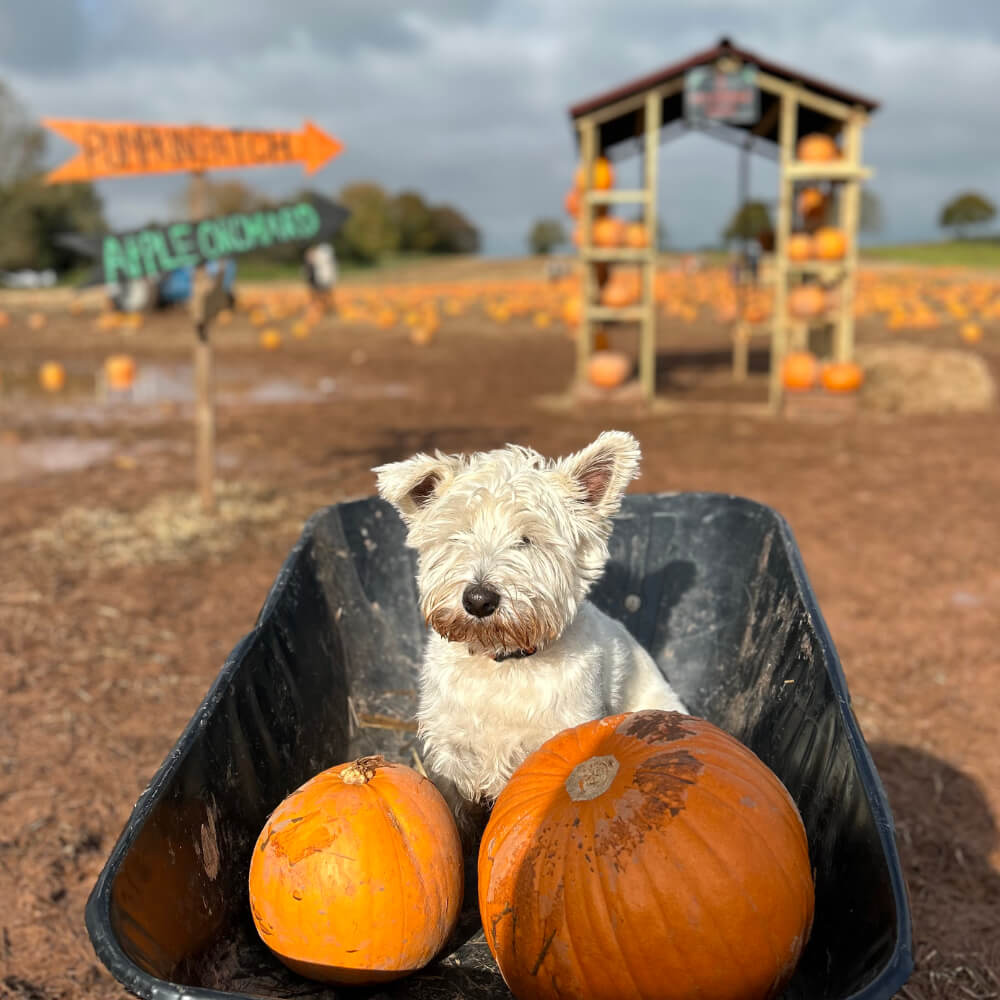 Darts Farm Pumpkin Fest